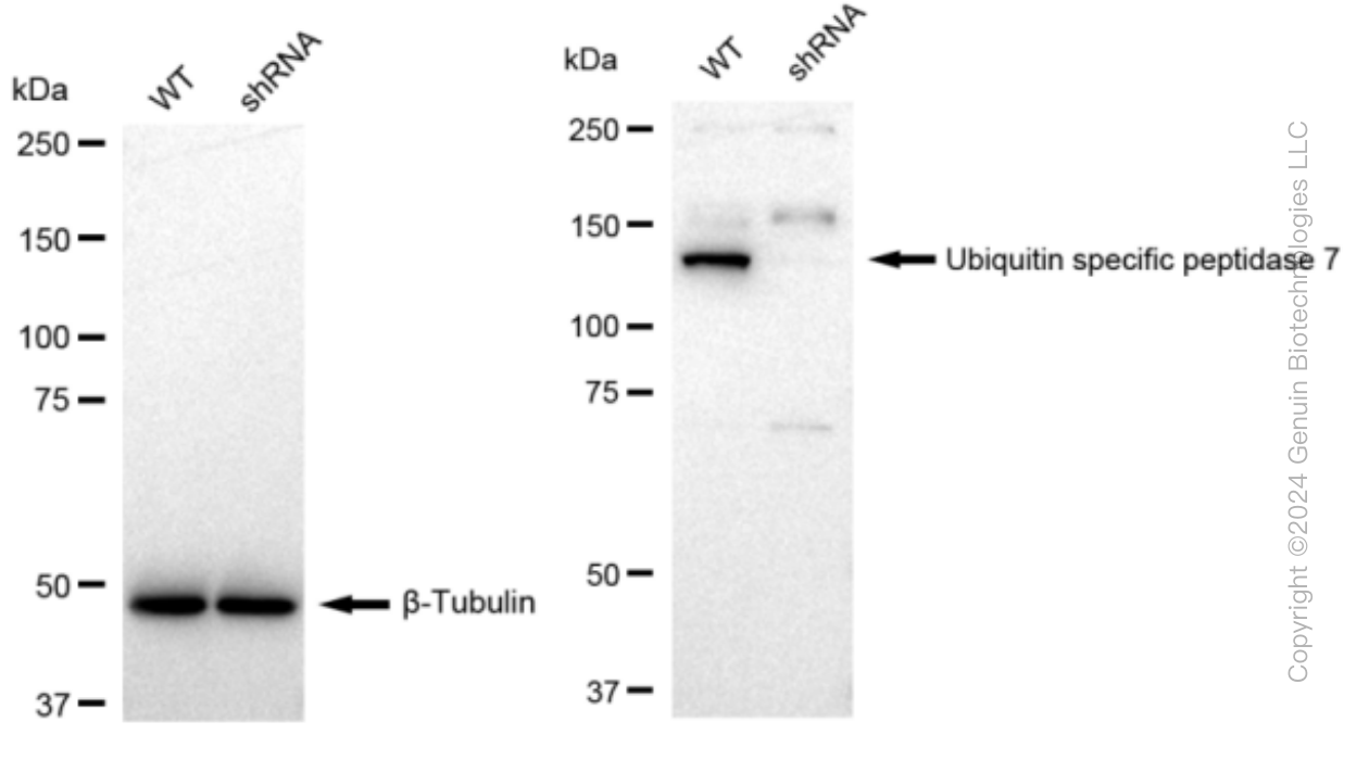 KD-Validated Anti-Ubiquitin specific peptidase 7 Rabbit Monoclonal Antibody ABG1087