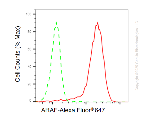 KD-Validated Anti-ARAF Rabbit Monoclonal Antibody ABG1088