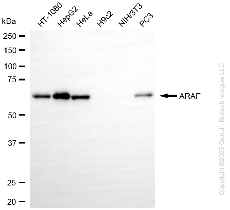 KD-Validated Anti-ARAF Rabbit Monoclonal Antibody ABG1088