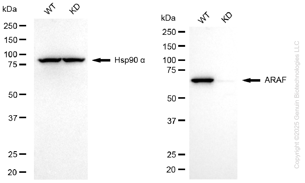 KD-Validated Anti-ARAF Rabbit Monoclonal Antibody ABG1088