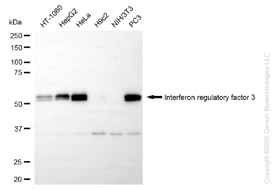 KD-Validated Anti-Interferon Regulatory Factor 3 Rabbit Monoclonal Antibody ABG1089