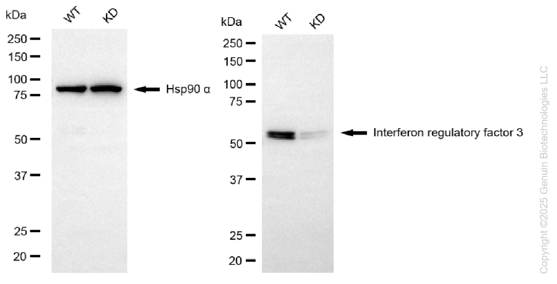 KD-Validated Anti-Interferon Regulatory Factor 3 Rabbit Monoclonal Antibody ABG1089