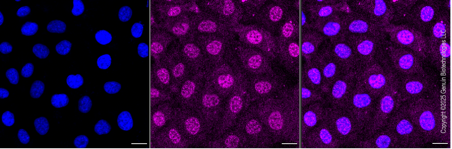 KD-Validated Anti-BAX Rabbit Monoclonal Antibody ABG1090