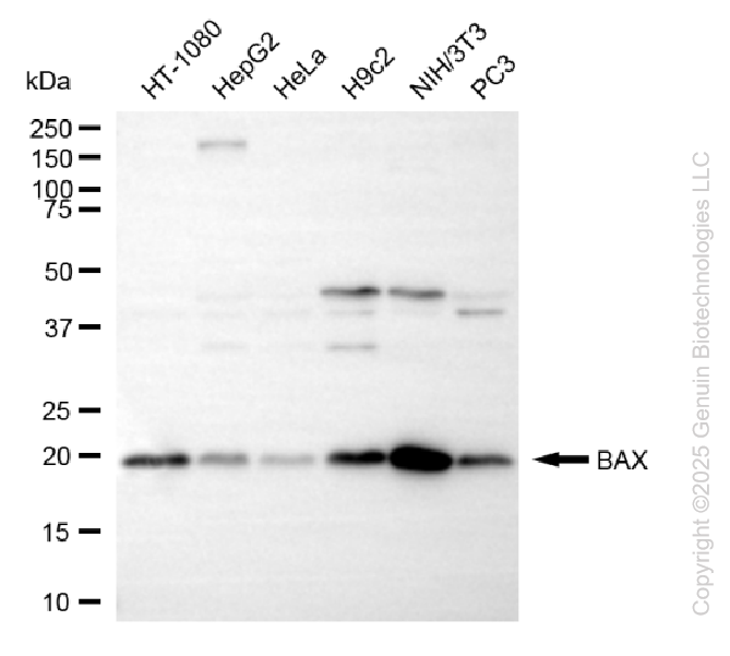 KD-Validated Anti-BAX Rabbit Monoclonal Antibody ABG1090