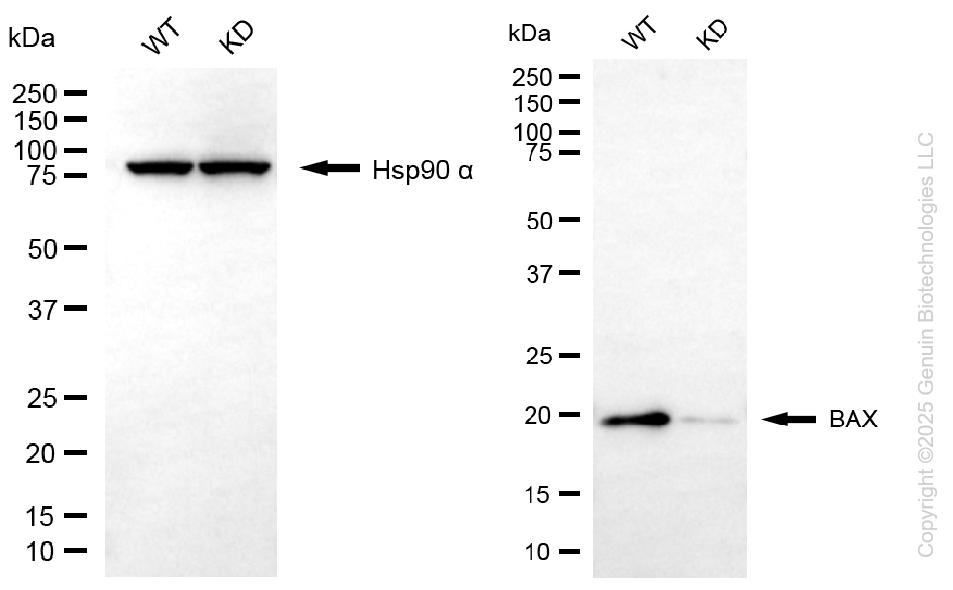 KD-Validated Anti-BAX Rabbit Monoclonal Antibody ABG1090