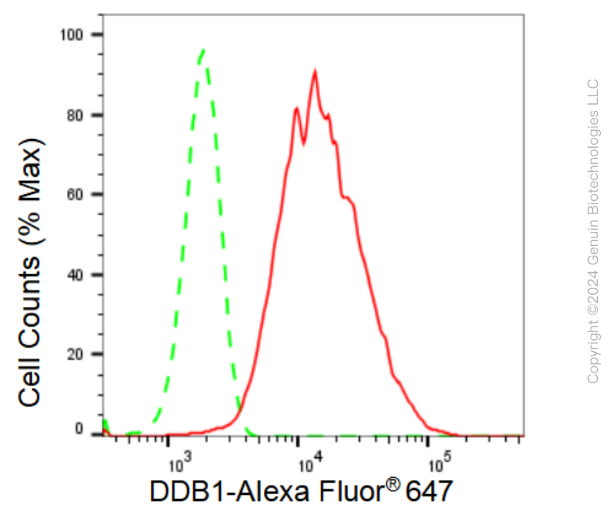 KD-Validated Anti-DDB1 Rabbit Monoclonal Antibody ABG1091