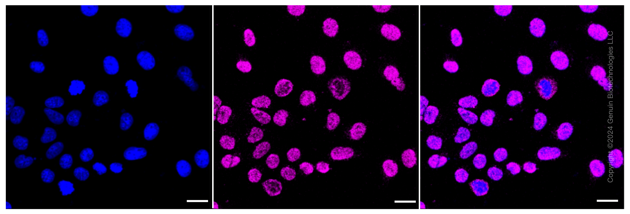 KD-Validated Anti-DDB1 Rabbit Monoclonal Antibody ABG1091