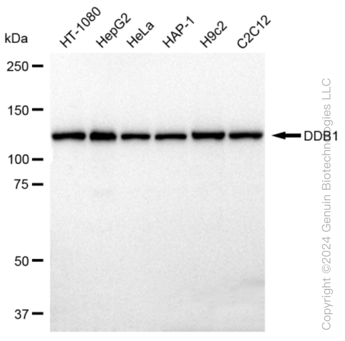 KD-Validated Anti-DDB1 Rabbit Monoclonal Antibody ABG1091