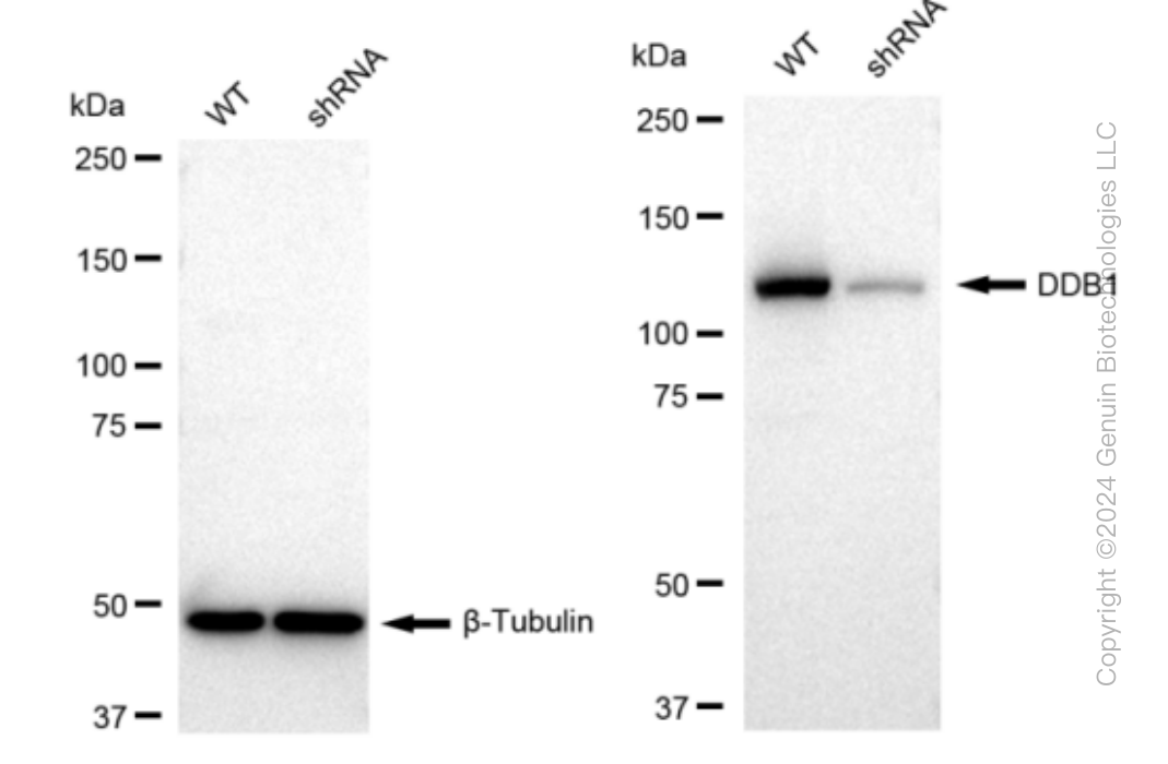 KD-Validated Anti-DDB1 Rabbit Monoclonal Antibody ABG1091