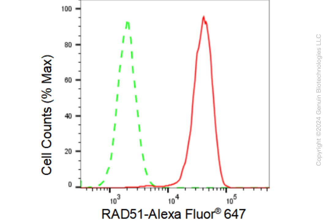 KD-Validated Anti-RAD51 Rabbit Monoclonal Antibody ABG1092