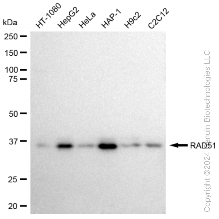 KD-Validated Anti-RAD51 Rabbit Monoclonal Antibody ABG1092