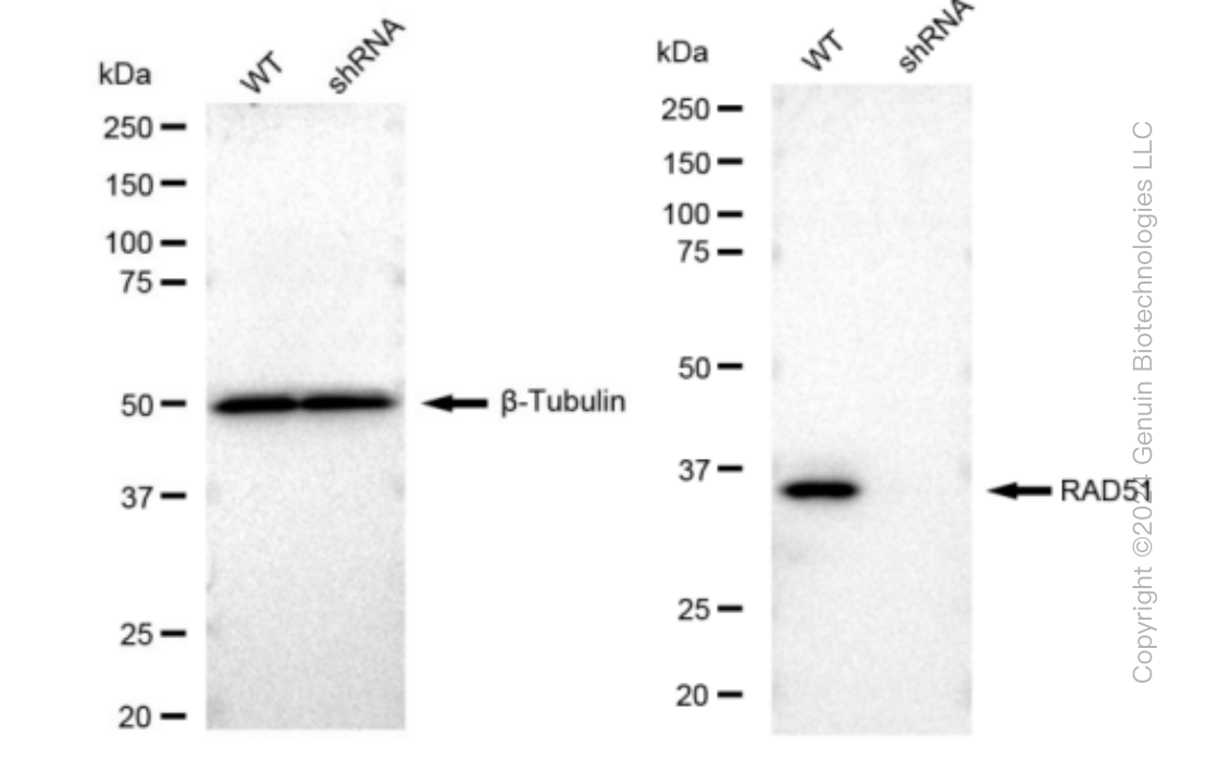 KD-Validated Anti-RAD51 Rabbit Monoclonal Antibody ABG1092