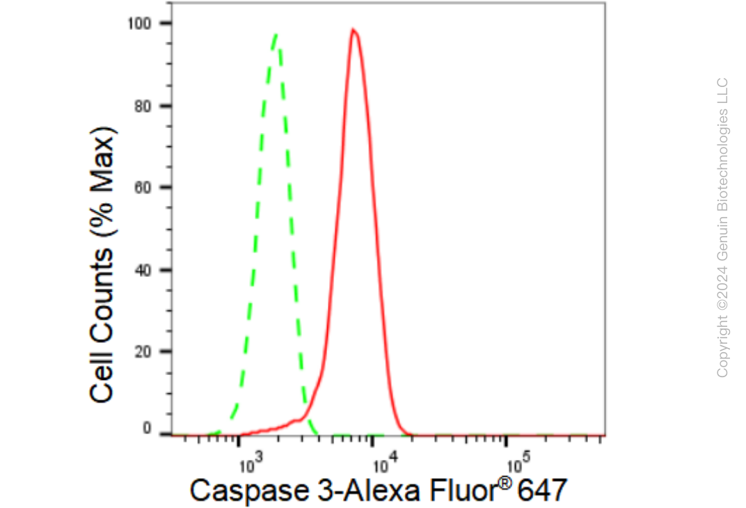 KD-Validated Anti-Caspase 3 Rabbit Monoclonal Antibody ABG1093