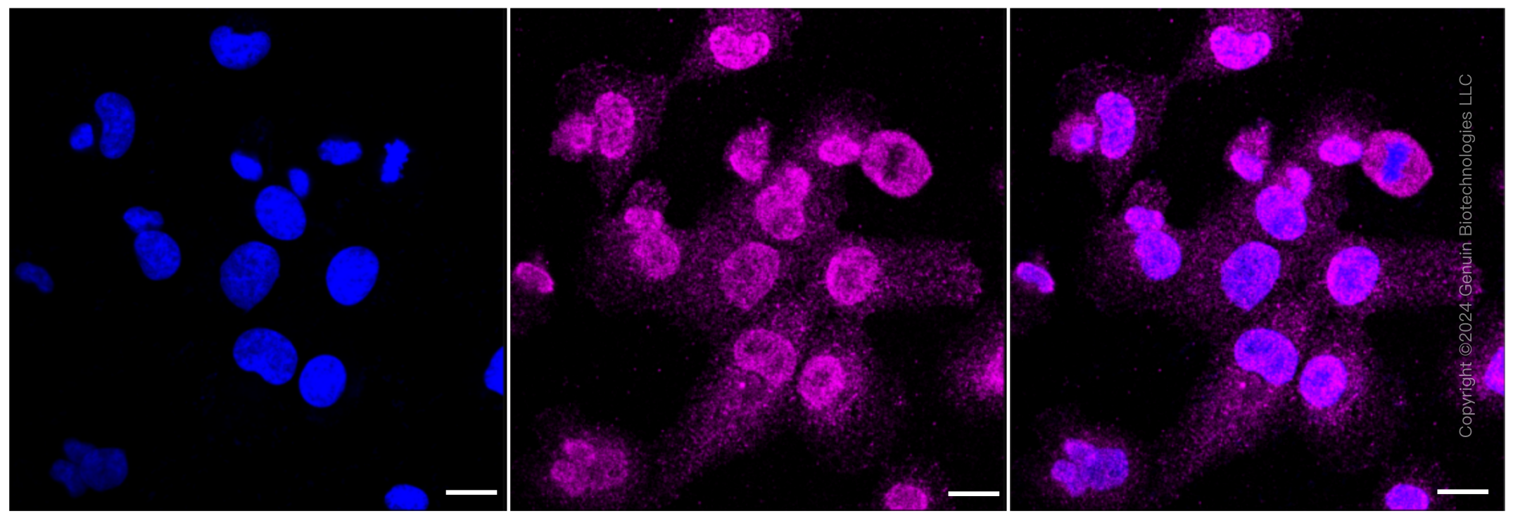 KD-Validated Anti-Caspase 3 Rabbit Monoclonal Antibody ABG1093