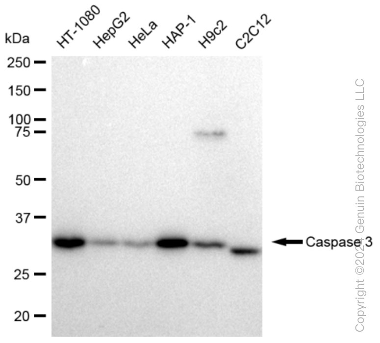 KD-Validated Anti-Caspase 3 Rabbit Monoclonal Antibody ABG1093