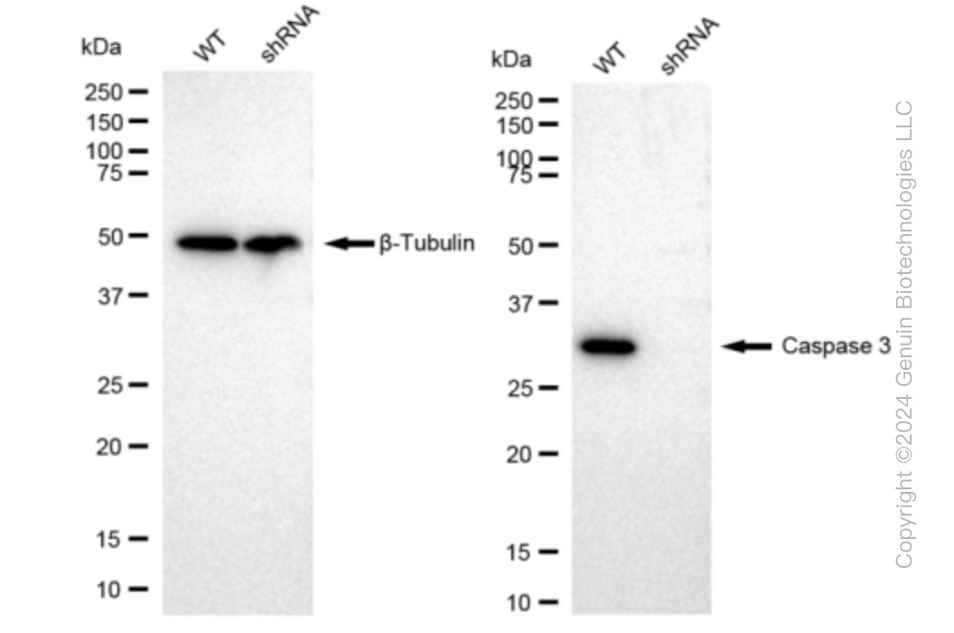 KD-Validated Anti-Caspase 3 Rabbit Monoclonal Antibody ABG1093