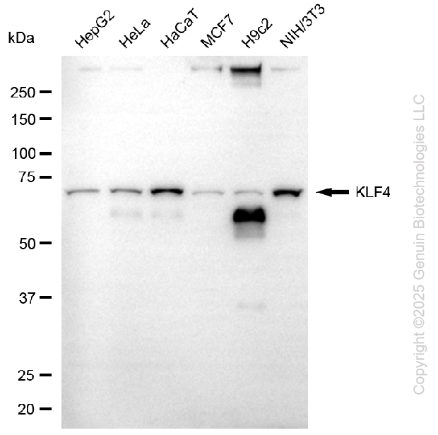 KD-Validated Anti-KLF Transcription Factor 4 Mouse Monoclonal Antibody ABG1094
