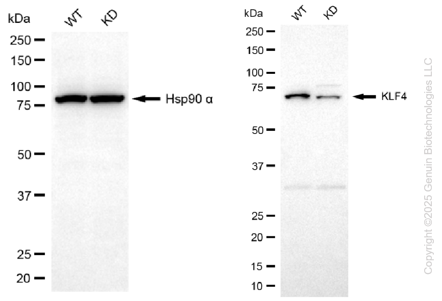 KD-Validated Anti-KLF Transcription Factor 4 Mouse Monoclonal Antibody ABG1094