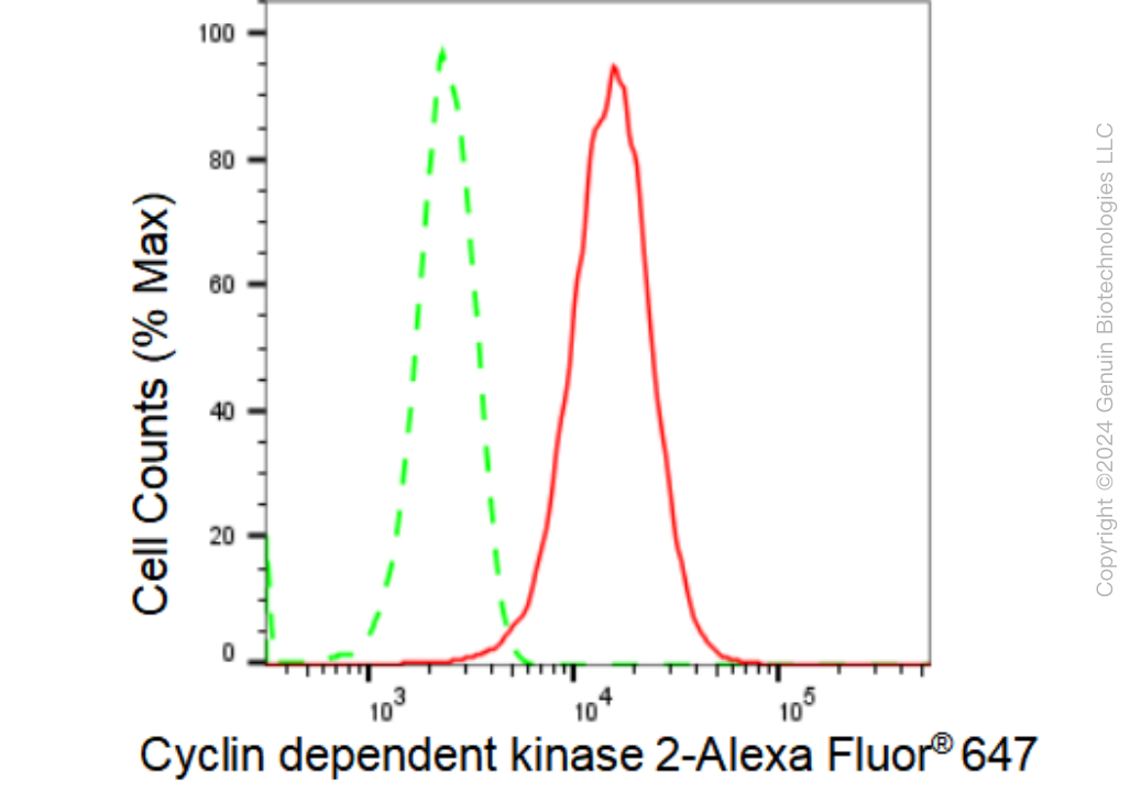 KD-Validated Anti-Cyclin dependent kinase 2 Rabbit Monoclonal Antibody ABG1095