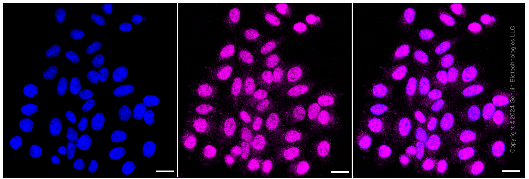 KD-Validated Anti-Cyclin dependent kinase 2 Rabbit Monoclonal Antibody ABG1095