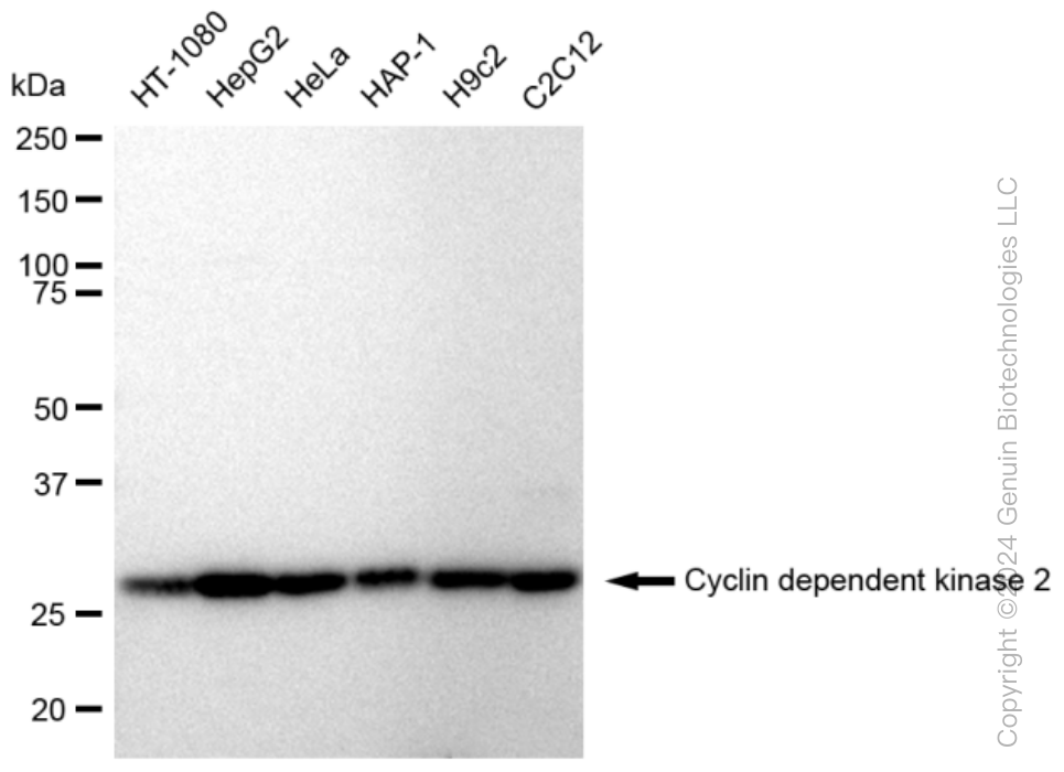 KD-Validated Anti-Cyclin dependent kinase 2 Rabbit Monoclonal Antibody ABG1095