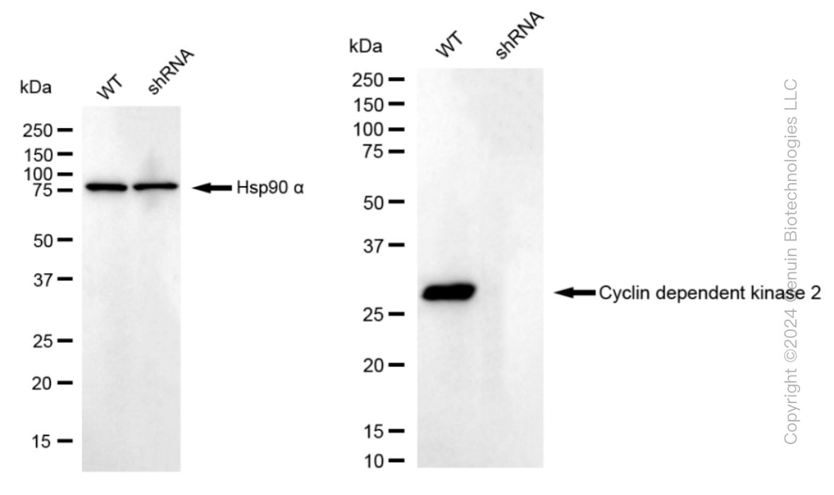 KD-Validated Anti-Cyclin dependent kinase 2 Rabbit Monoclonal Antibody ABG1095