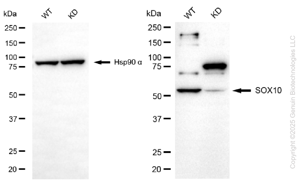 KD-Validated Anti-SRY-Box Transcription Factor 10 Rabbit Monoclonal Antibody ABG1096