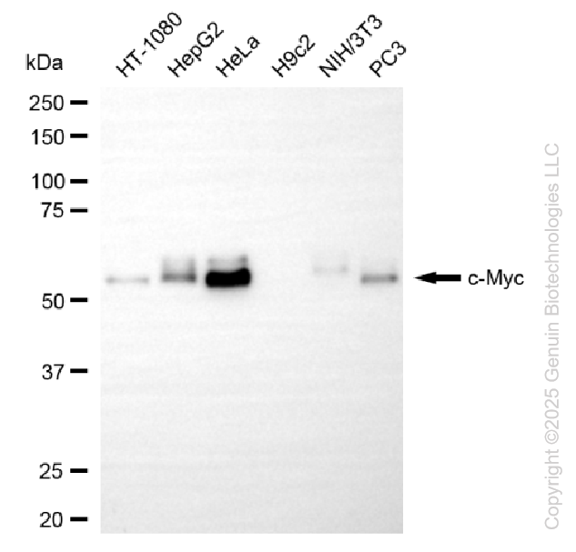 KD-Validated Anti-MYC Rabbit Monoclonal Antibody ABG1097