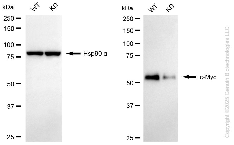 KD-Validated Anti-MYC Rabbit Monoclonal Antibody ABG1097