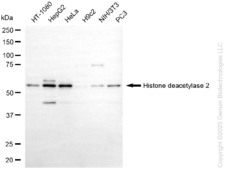 KD-Validated Anti-Histone Deacetylase 2 Mouse Monoclonal Antibody ABG1098