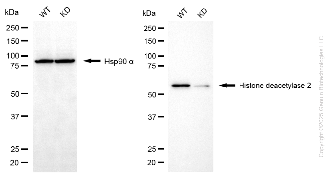 KD-Validated Anti-Histone Deacetylase 2 Mouse Monoclonal Antibody ABG1098