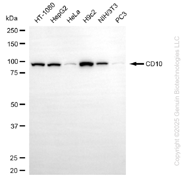 KD-Validated Anti-Membrane Metalloendopeptidase Rabbit Monoclonal Antibody ABG1099