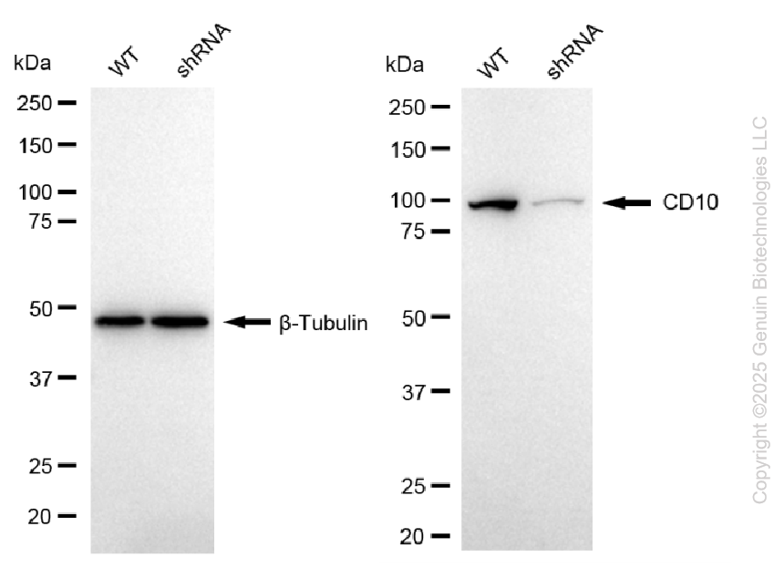 KD-Validated Anti-Membrane Metalloendopeptidase Rabbit Monoclonal Antibody ABG1099