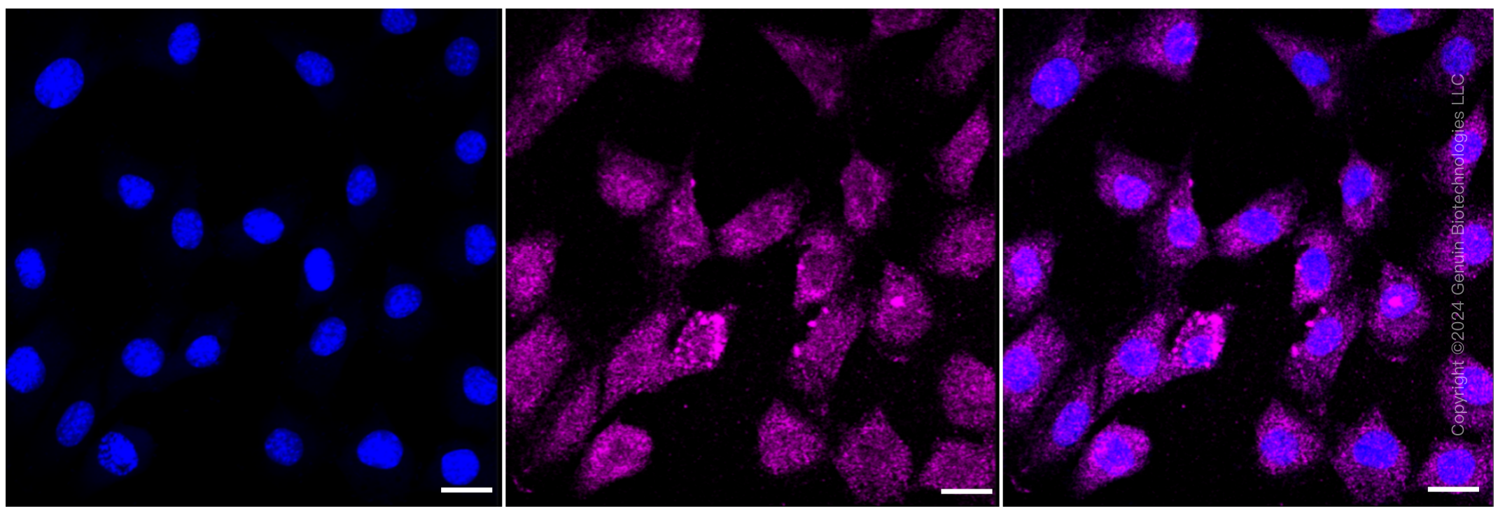 KD-Validated Anti-Malate dehydrogenase 2 Rabbit Monoclonal Antibody ABG1100
