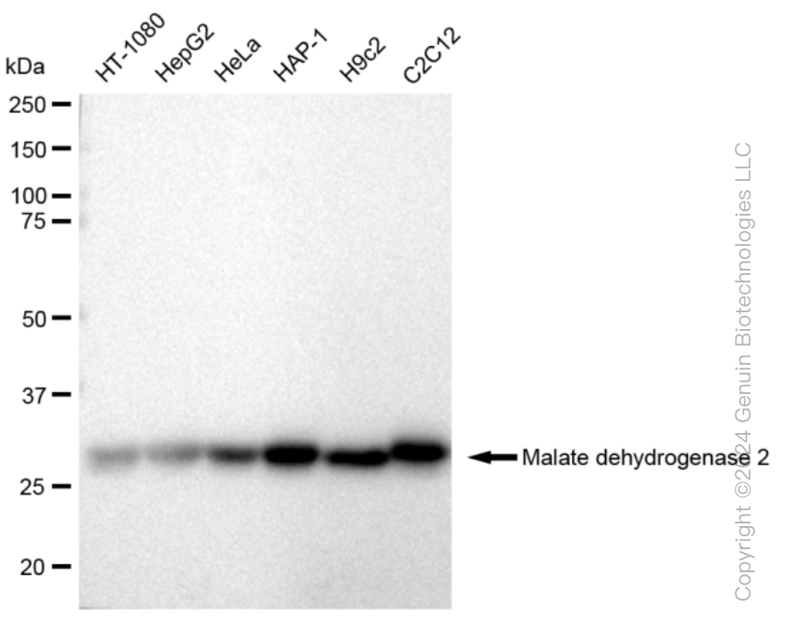 KD-Validated Anti-Malate dehydrogenase 2 Rabbit Monoclonal Antibody ABG1100