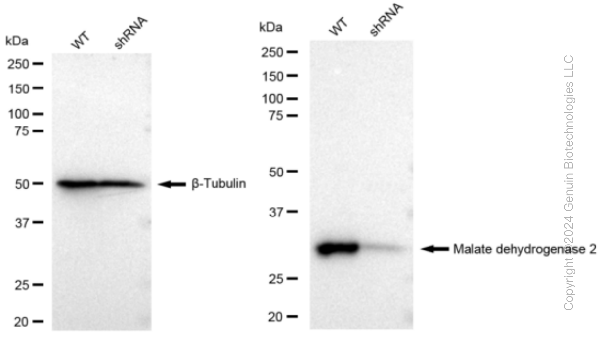 KD-Validated Anti-Malate dehydrogenase 2 Rabbit Monoclonal Antibody ABG1100
