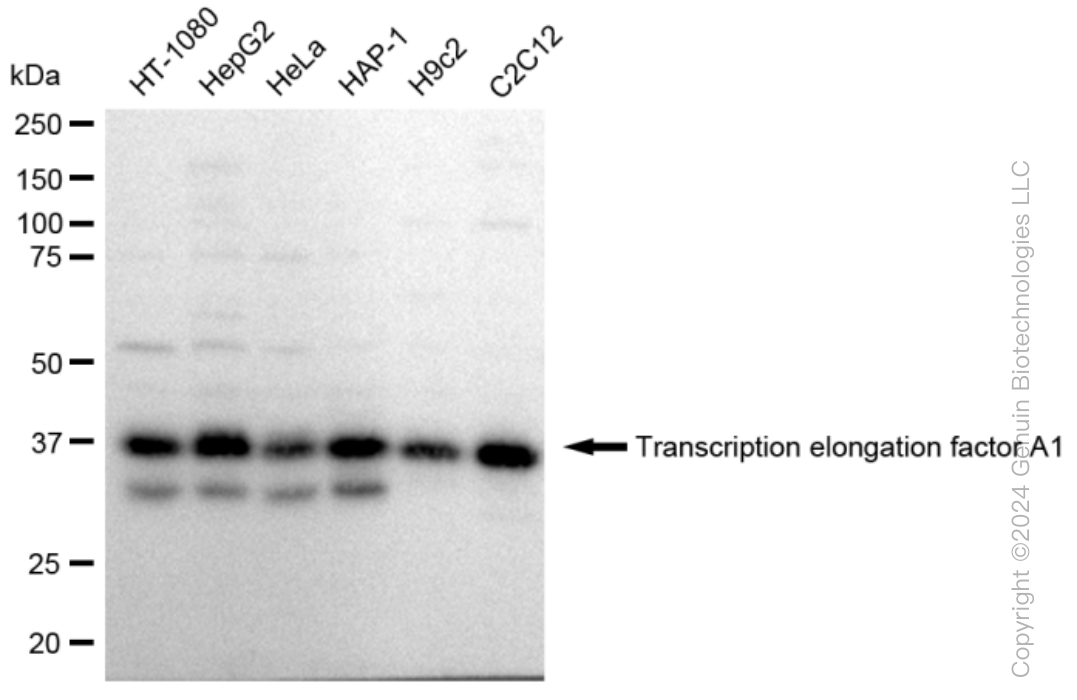 KD-Validated Anti-Transcription elongation factor A1 Rabbit Monoclonal Antibody ABG1101
