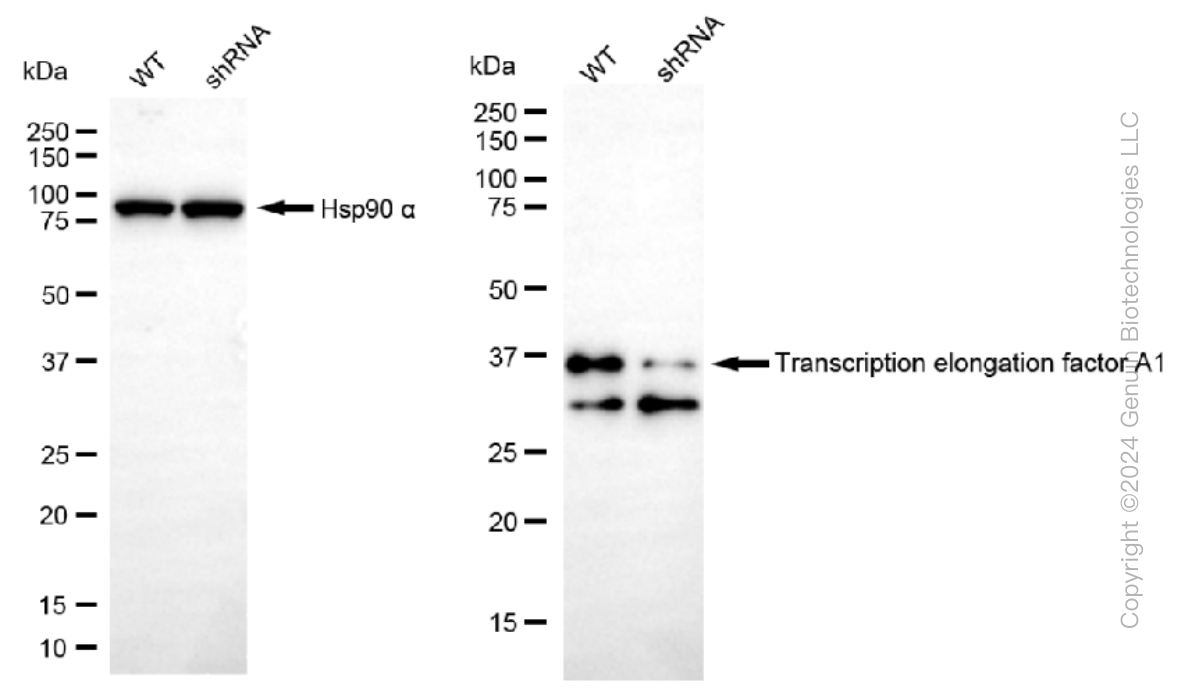KD-Validated Anti-Transcription elongation factor A1 Rabbit Monoclonal Antibody ABG1101