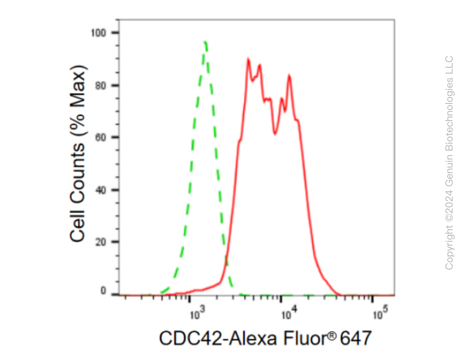 KD-Validated Anti-CDC42 Rabbit Monoclonal Antibody ABG1102