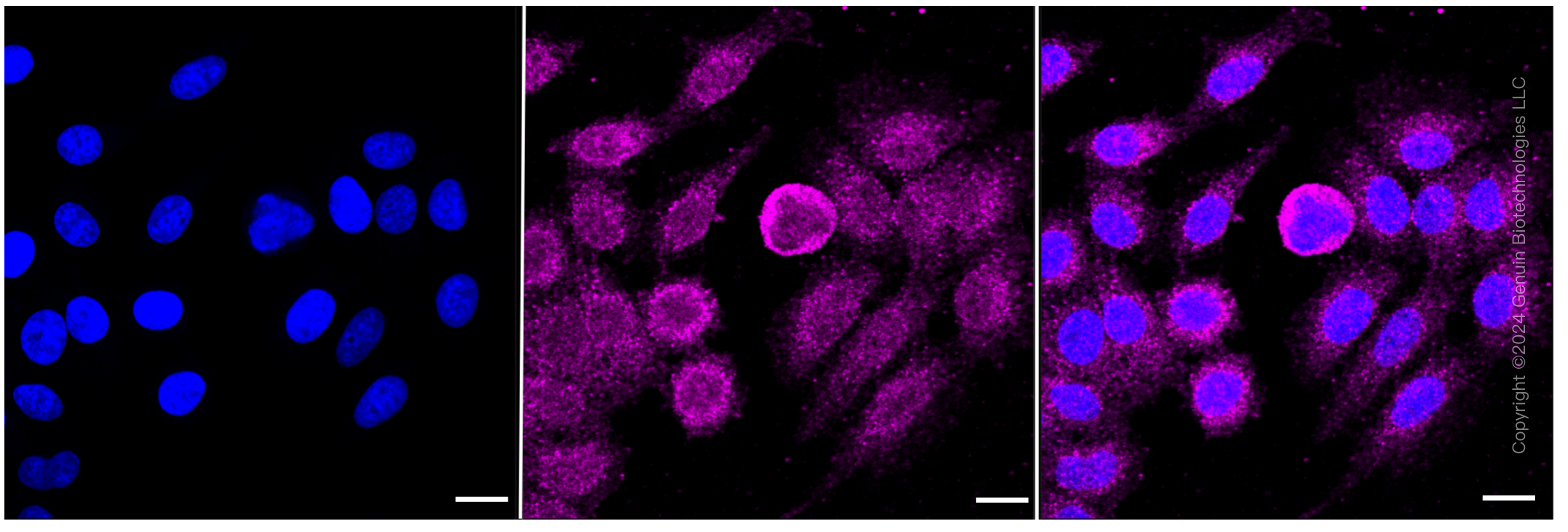 KD-Validated Anti-CDC42 Rabbit Monoclonal Antibody ABG1102