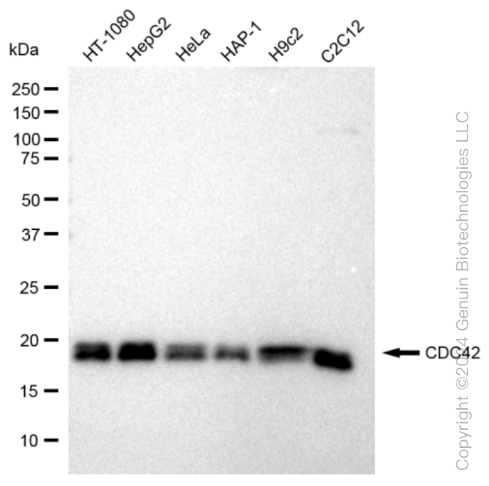 KD-Validated Anti-CDC42 Rabbit Monoclonal Antibody ABG1102