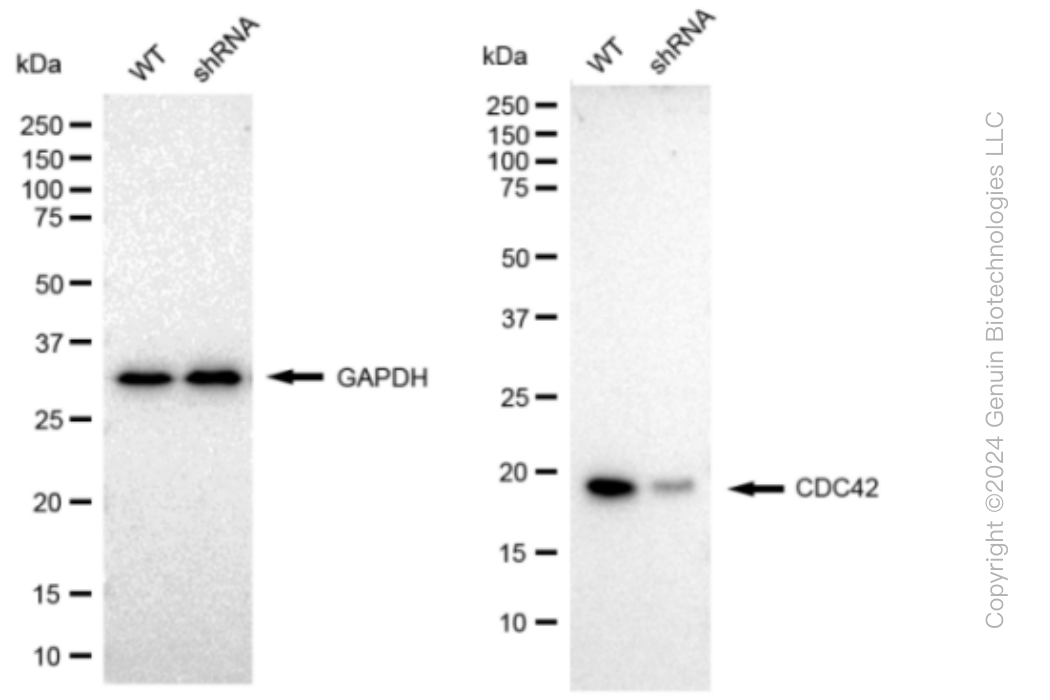 KD-Validated Anti-CDC42 Rabbit Monoclonal Antibody ABG1102