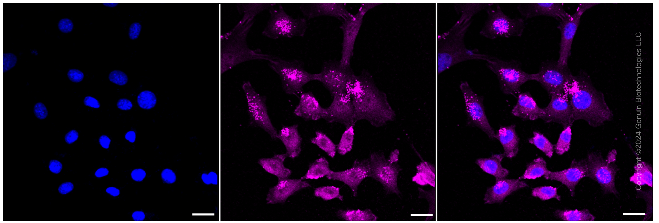 KD-Validated Anti-STUB1 Rabbit Monoclonal Antibody ABG1103
