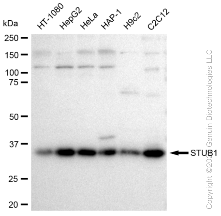 KD-Validated Anti-STUB1 Rabbit Monoclonal Antibody ABG1103