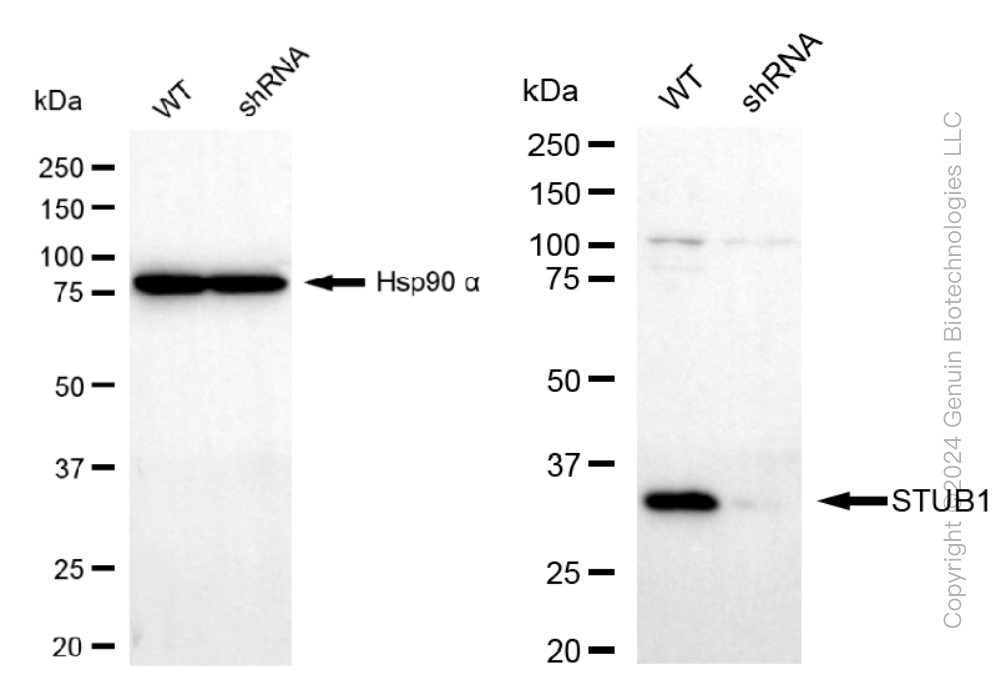KD-Validated Anti-STUB1 Rabbit Monoclonal Antibody ABG1103