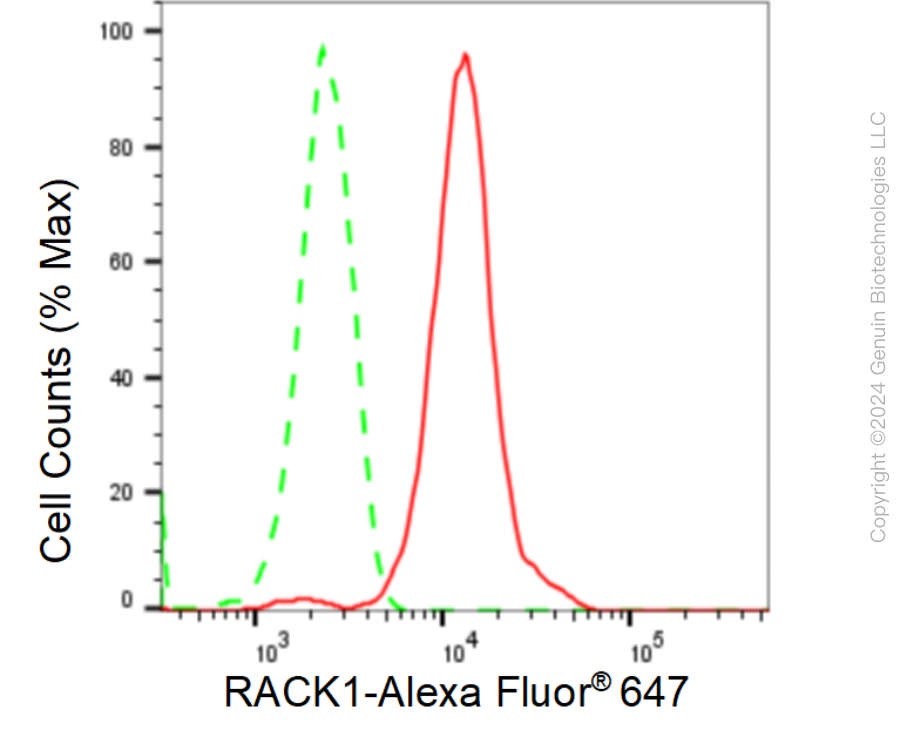 KD-Validated Anti-RACK1 Rabbit Monoclonal Antibody ABG1104