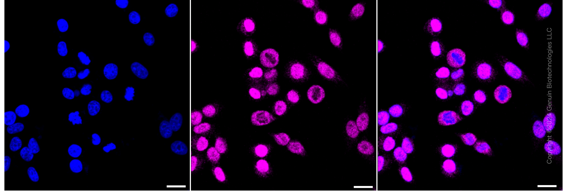KD-Validated Anti-RACK1 Rabbit Monoclonal Antibody ABG1104