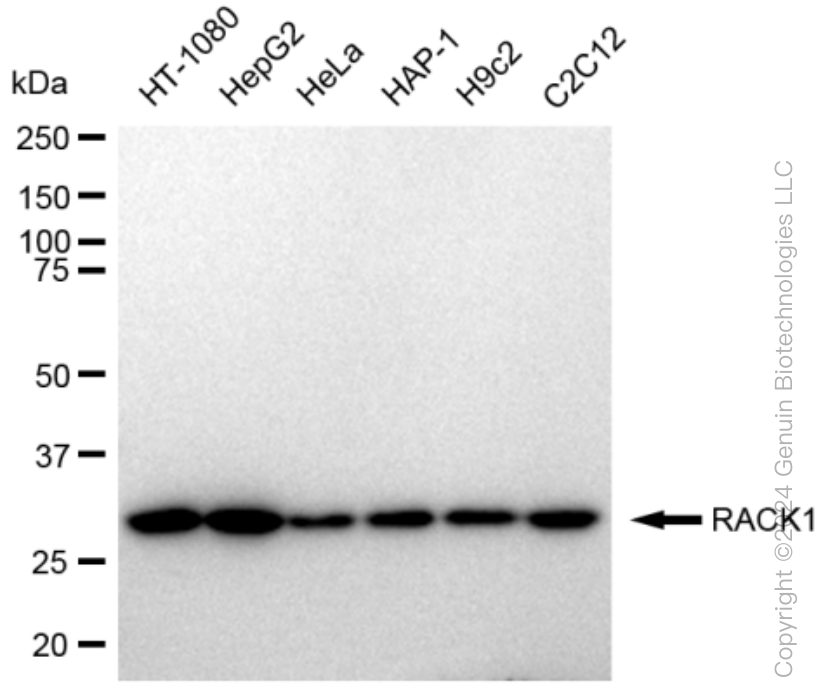 KD-Validated Anti-RACK1 Rabbit Monoclonal Antibody ABG1104