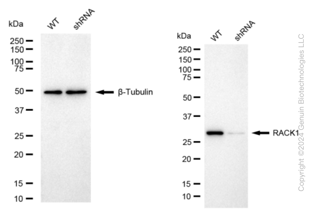 KD-Validated Anti-RACK1 Rabbit Monoclonal Antibody ABG1104