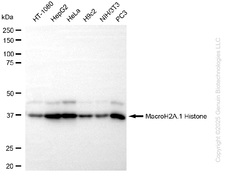 KD-Validated Anti-MacroH2A.1 Histone Rabbit Monoclonal Antibody ABG1105